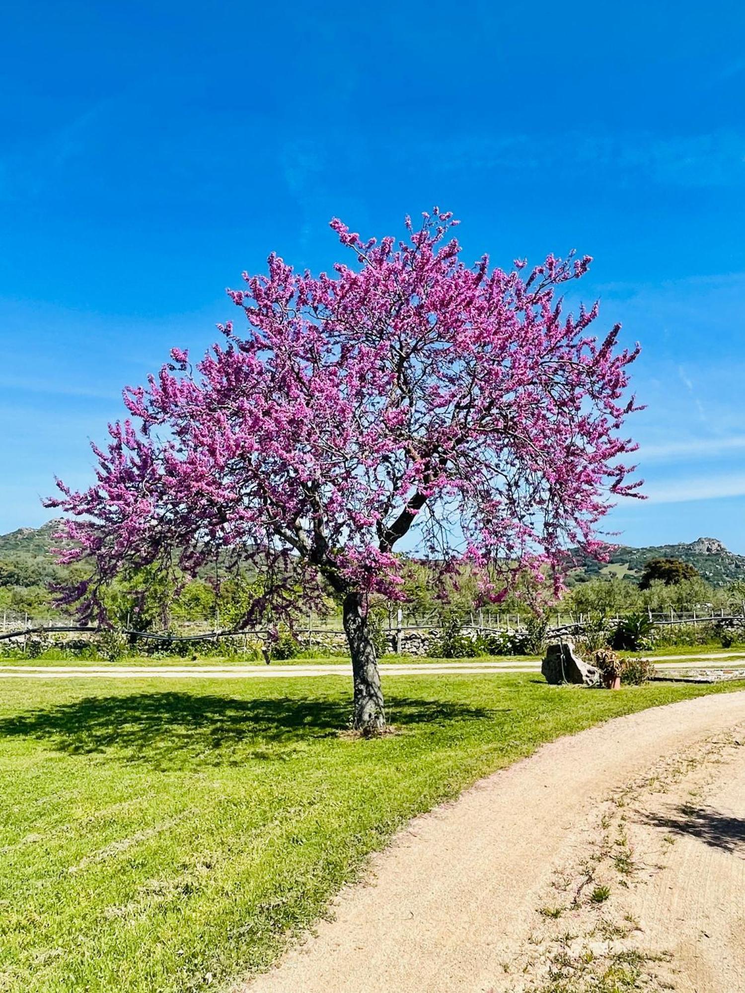 Agriturismo Bed And Breakfast Tanca Taroni Telti Εξωτερικό φωτογραφία
