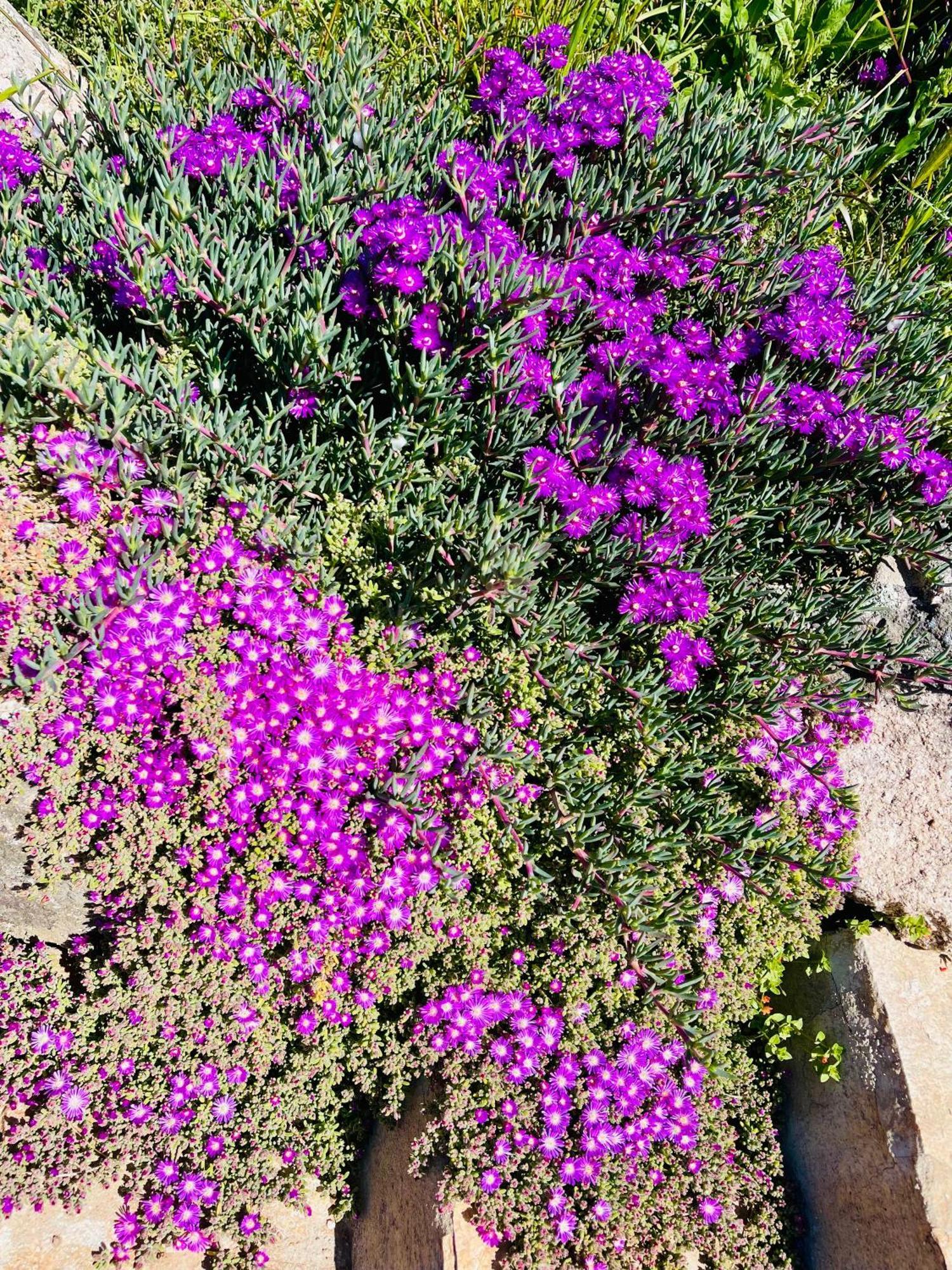Agriturismo Bed And Breakfast Tanca Taroni Telti Εξωτερικό φωτογραφία